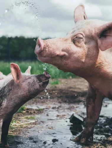 Kosmos Flame in the plant Vega(n) recipes for the BBQ (11873)